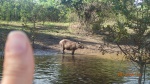 Pampas - Le Capybara est immense 