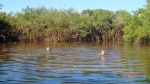Pampas - C'est l'heure du bain avec les dauphins, les piranhas et les alligators (un dauphin passe juste à côté de Denis!)