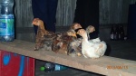 Pampas - Les fameux poulets (ou cailles) là où on allait au bar pour admirer le coucher de soleil