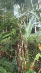 Jungle - Un bananier (les plantations ont des bananes plus grosses)
