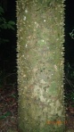 Jungle - Chaque espèce dispose de sa protection même cette arbre...