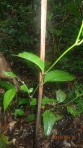 Jungle - En croquant les feuilles de cette plantes, on s'anesthésie localement