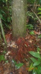 Jungle - Les racines de cette arbre sont utilisés en concoctions pour l'anémie 