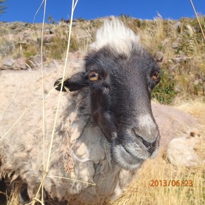 Taquile - ...cheese!