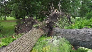Ces 2 arbres n'auraient pas pu mieux tombés façon de parler mais quand même vrai! On aurait pu avoir beaucoup plus pire...
