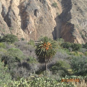 Arequipa - Tour au Cañon del Rio Colca: Un palmier majestueux