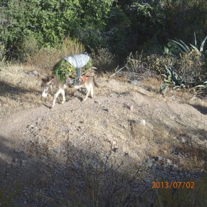 Arequipa - Tour au Cañon del Rio Colca: âne au travail