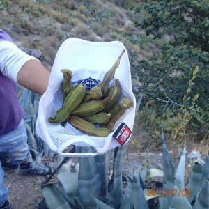 Arequipa - Tour au Cañon del Rio Colca: L'espèce de fruit tropical (dont je ne me souviens plus du nom...)
