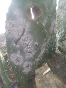 Arequipa - Tour au Cañon del Rio Colca: Les cactus en forme de queue de castor et ses parasites qu'on écrase pour faire des cosmétiques...avant que le dernier président du Pérou exporte ses cactus en europe...les gens étaient payé le double du kilo ramassé..maintenant ça se vend je crois 30-35 Sol du kilo 
