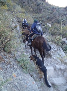 Arequipa - Tour au Cañon del Rio Colca: la remontée par les mules, c'est quand même rassurant...et que ça l'air facile