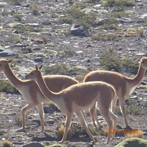 Arequipa - Tour au Cañon del Rio Colca: Les vigognes dont l'espèce est protégé...leur fourrures veut une petite fortune
