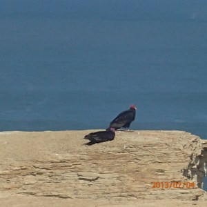 Paracas - 2 des nombreux vautours locaux guettant leur prochain snack de ce que la mer leur enverra...