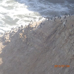 Paracas - Dans la réserve les oiseaux de la place accrochés au récif du bord de mer