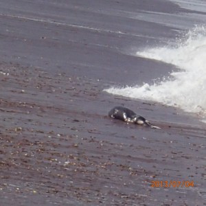 Paracas - ..que voici: un bébé lion de mer rejeté par la mer... la nature est quand même bien faite!