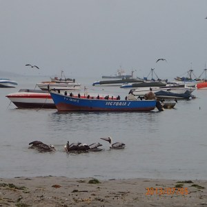 Paracas - Finalement aucune sortie..trop de vent encore même si notre côté cela ne semble pas si pire!