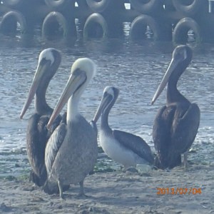 Paracas - Alors je m'amuse à prendre ces pélicans en photos