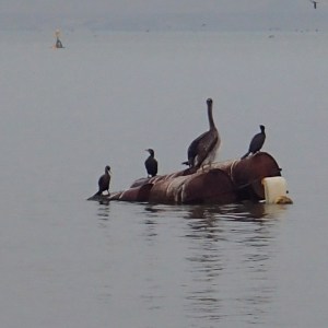 Paracas - Le lendemain encore un matin très grisâtre, on attend tous de voir si on va pouvoir faire la sortie en bateau pour les Iles Ballestas car hier le port était fermé car la mer était trop houleuse...