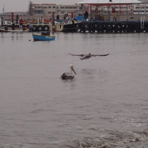 Paracas - et un autre qui s'en va rejoindre la gang...car la pêche se fait en gang!