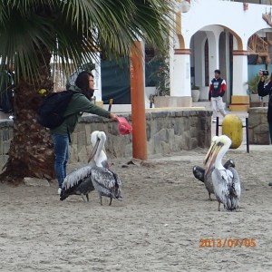 Paracas - Salut la gang...on s'en va prendre notre dernier autobus pour Lima! 