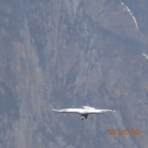 Arequipa - Tour vers le Cañon del Rio Colca: se sera le plus près qu'on verra...le voyez-vous c'est un condor?