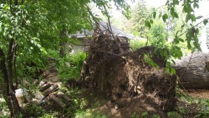En fait se sont 2 arbres partageant la même souche...pas beaucoup de racines hein! Faut croire aussi qu'avec la mini-tornade de l'an passé sur le golf les avaient affaiblit puisqu'on a été les seuls impactés.