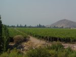Vignoble chilien