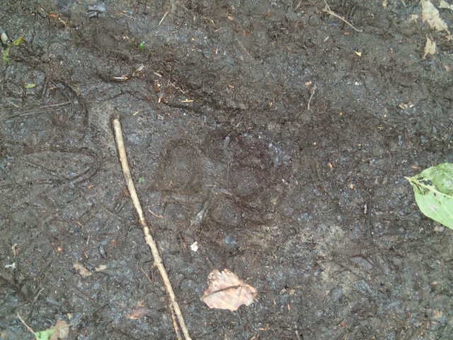 Empreinte d’ours!!